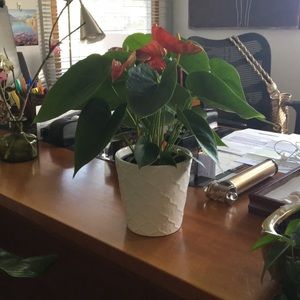 Vintage ace of hearts plant and planter